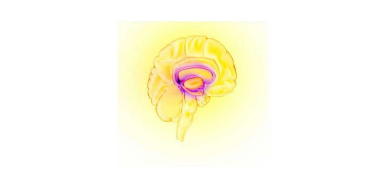 brain-reward-circuit